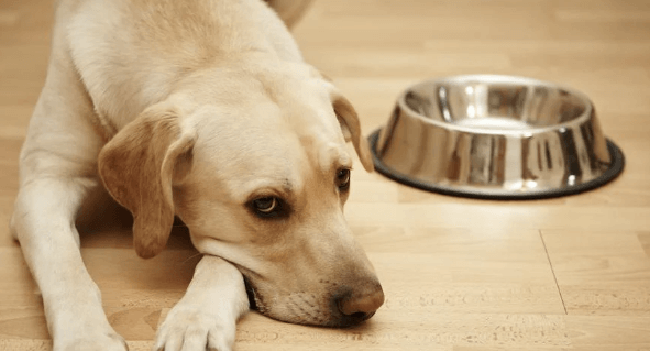 Power Up Your Pup: The Benefits of Kangaroo and Lamb in Dry Dog Food