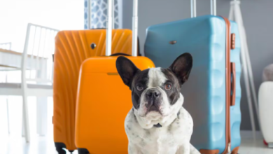 How to Travel with a Dog