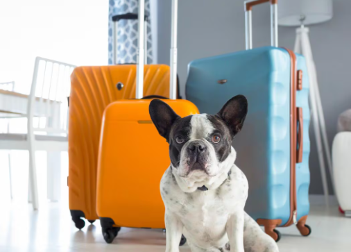 How to Travel with a Dog