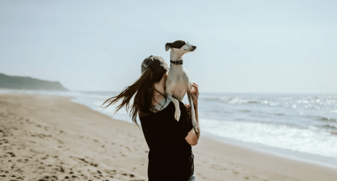 Protecting Your Dog from Canine Infectious Respiratory Disease with CBD