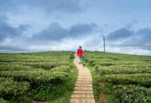 horizon pulse for ids