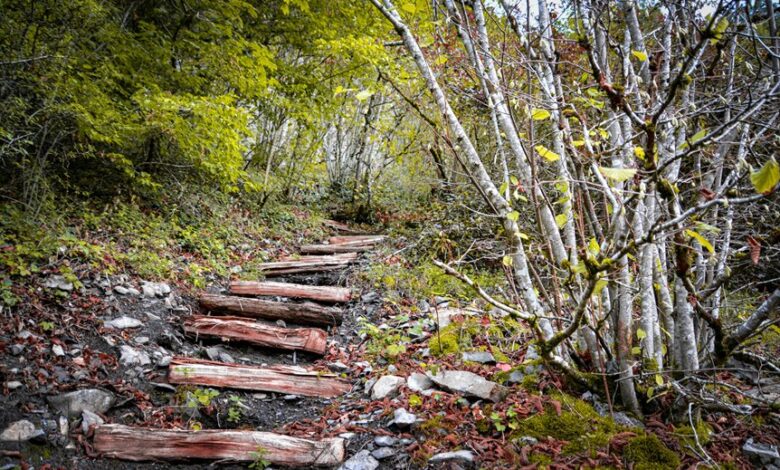 trailblazing steps across projects